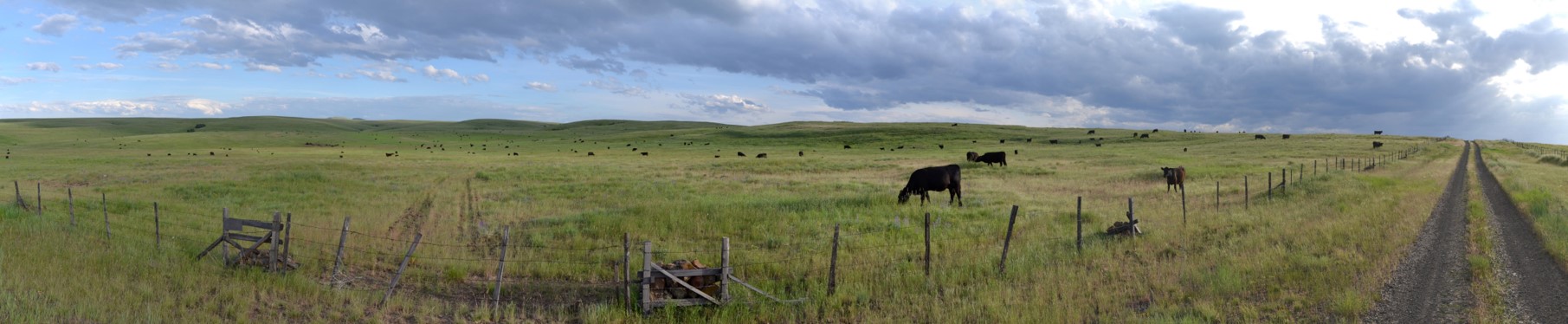 pasture pano